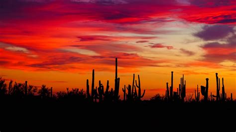 Arizona Cactus Wallpapers Top Free Arizona Cactus Backgrounds