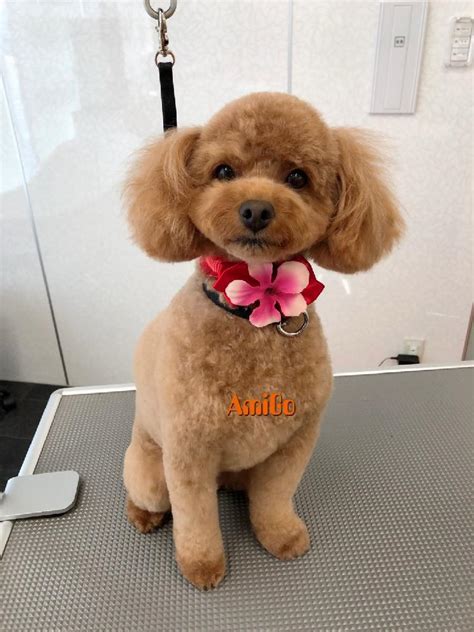 Maybe you would like to learn more about one of these? すごい トイ プードル 可愛い カット - トレンディなヘアスタイル