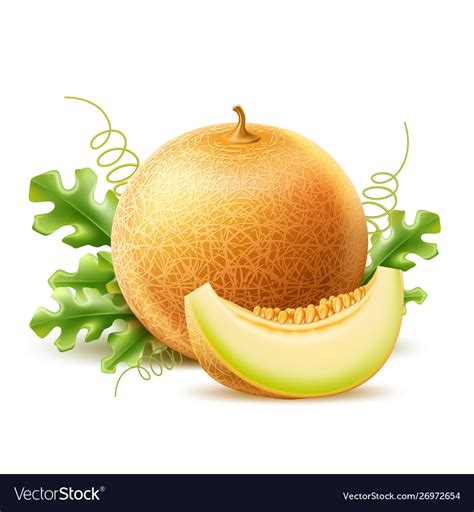 Realistic Round Fresh Melon With Slice Royalty Free Vector