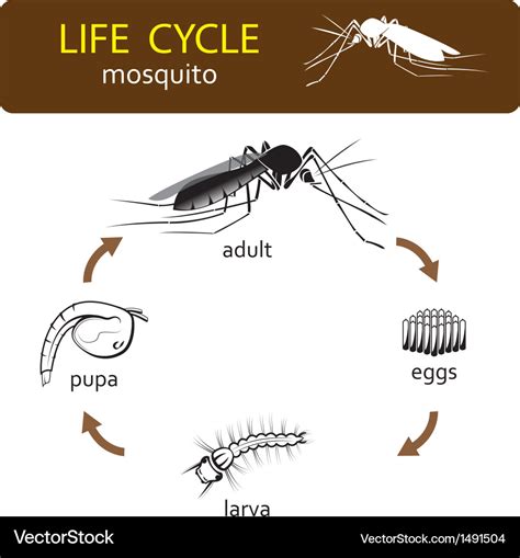 Life Cycle Mosquito Royalty Free Vector Image Vectorstock