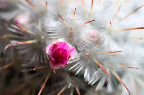 Cactus Flower Macro Spines Bud Spring Flowering Wallpapers Hd