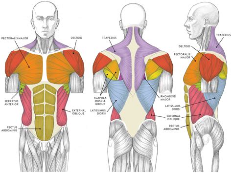 Chest Muscle Anatomy Diagram Frontal View Of Male Chest And Abdominal