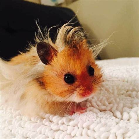 Cute Overload Baby Hamster Cute Hamsters Funny Hamsters