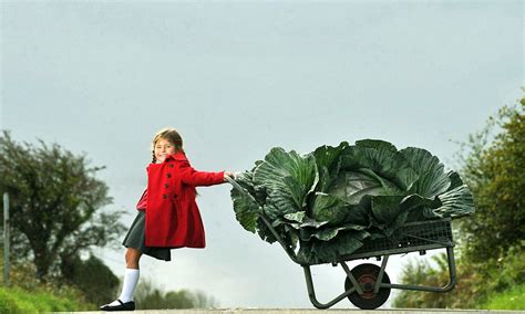 Three minions try to ship themselves to a miami vacation. More than your five a day: Cabbage patch kid grows giant ...