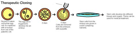 Reproductive Cloning Islamic Views On Creation Of An Identical Copy