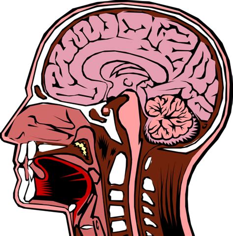 Vector Illustration Of Human Head Cross Section With Cross Section