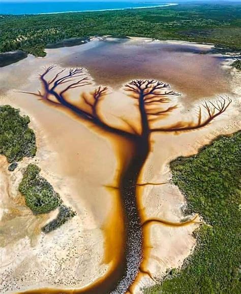The Stunning ′′ Tree Of Life ′′ At Lake Cakora New South Wales Coast