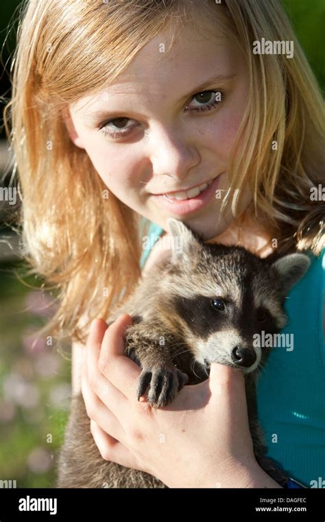 Common Raccoon Procyon Lotor Handraised Raccoon Sucking At The