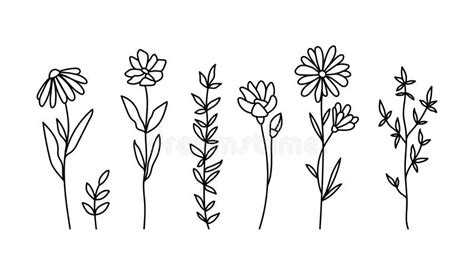 Wildflowers Black And White Clipart Bundle Daisy And Chamomile Flower