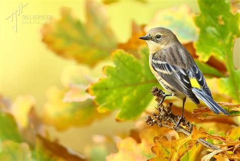 Fall Splendour Enhancing Your Bird Photography With Autumnal Colours