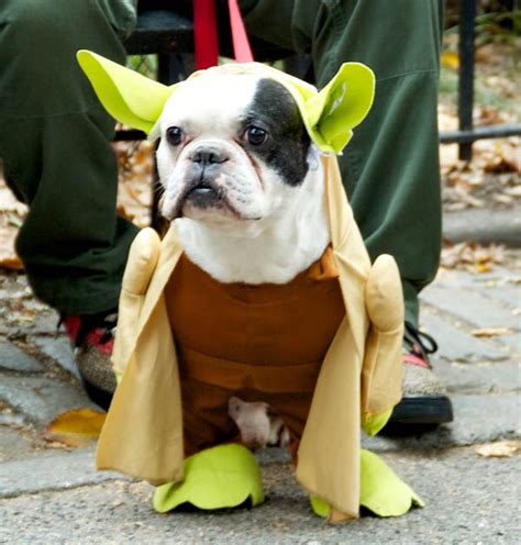 The Best Canine Costumes From The 2015 Tompkins Square Park Halloween