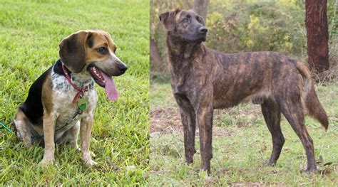 Treeing Tennessee Brindle vs Bluetick Beagle - Breed Comparison