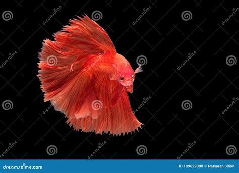 Beautiful Movement Of Red Betta Fish Fancy Halfmoon Betta The Moving