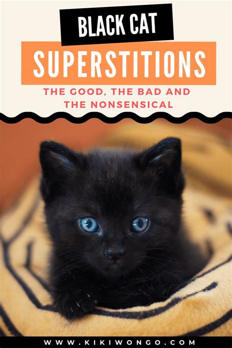 In ancient times, people believed that black cat was a witch in animal form, and every time a black cat appeared, it. Black Cat Superstitions: the Good, the Bad, and the ...