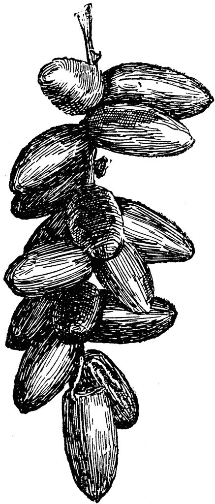 Images of star black and white. American Seedling Date | ClipArt ETC
