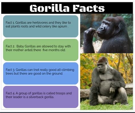 Elijah Pt England School 4 Gorilla Facts