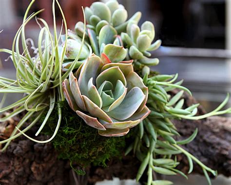 Display these faux plants on a reception counter or for retail settings. 10 Unforgettable Succulent Planter Arrangements