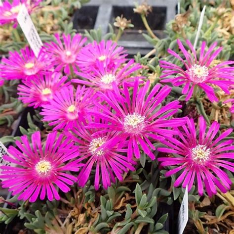 How To Grow Ice Plant Taking Care Of Ice Plant India Gardening