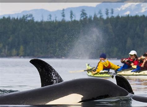 Adventure Tourism Kayak With Orcas