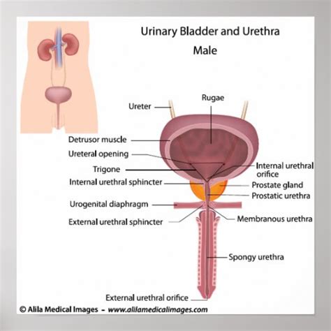 Male Reproductive Organs Dorsal View Labeled Poster Zazzle Com My Xxx