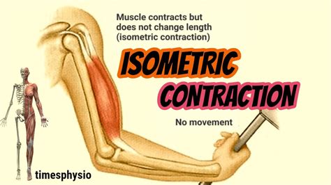 Isometric Contraction Explained In Detail Timesphysio Youtube