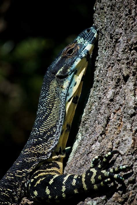 See more ideas about monitor lizard, reptiles, reptiles and amphibians. Monitoring | Monitor lizard, Australia animals, Reptiles pet