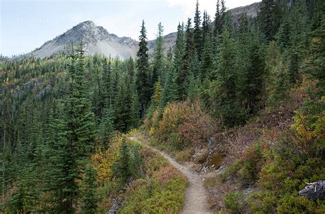 The Pacific Crest Trail Meandering Through Pristine Alpine Meadow By