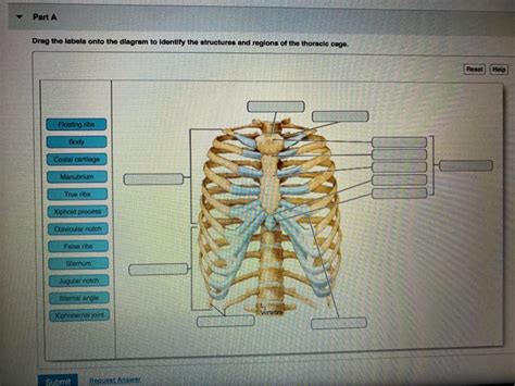 Rib Cage Anatomy Labeled Solved Cadore Figure 75 21 The Rib Cage