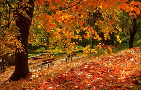 Fall Foliage Wallpaper Free
