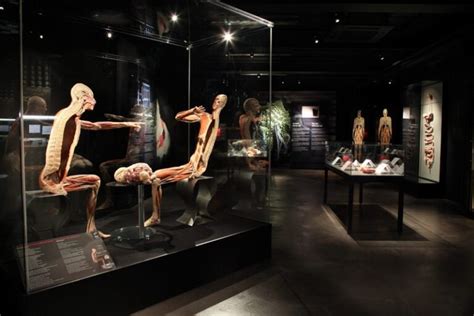 Body Worlds Amsterdam The Happiness Project Puur Amsterdam