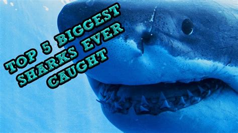 Top 5 Biggest Sharks Ever Caught Youtube