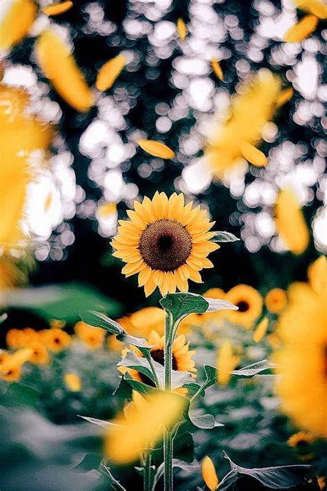 Sunflower Aesthetic Wallpapers Wallpaper Cave