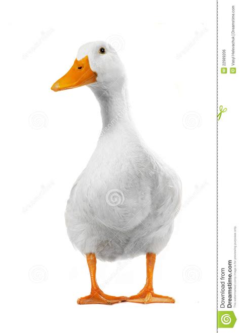 When his time isn't spent with pocoyo and/or elly, he can usually be found watering his garden or other plants or flowerbeds. Branco do pato foto de stock. Imagem de selvagem, fêmea ...