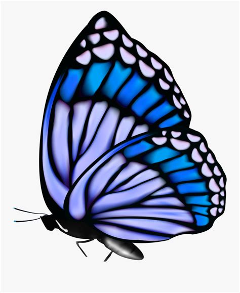 Blue Butterfly Animation