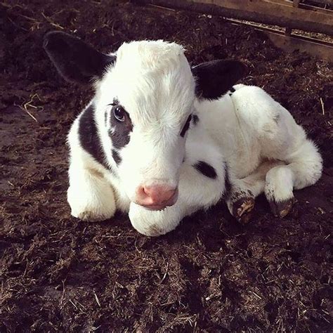 Cutestcows Instagram Photos And Videos Cute Baby Cow Cutee