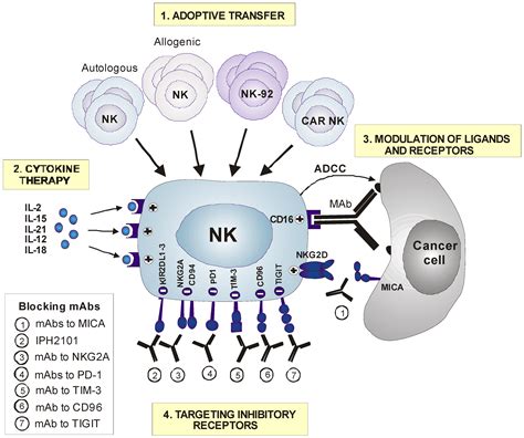 Cancers Free Full Text Nk Cell Based Immunotherapy In Cancer Metastasis