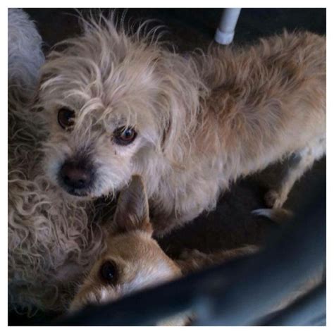Audrey's safe haven for humane society of san bernardino valley. 932 best Looking for Love images on Pinterest | Animal ...