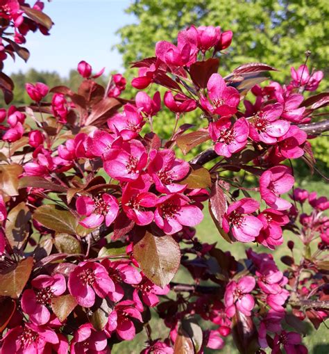 Malus Cultivars S Trees And Shrubs Online