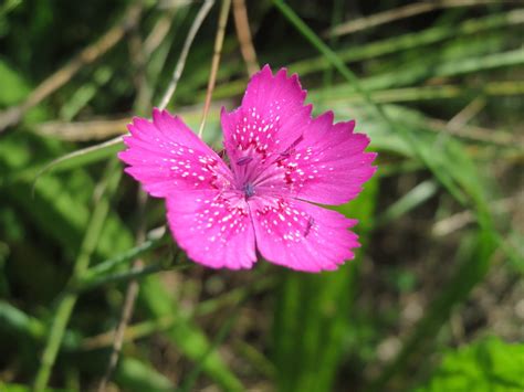 Dianthus deltoides | Heide-Nelke (Dianthus deltoides) auf ...