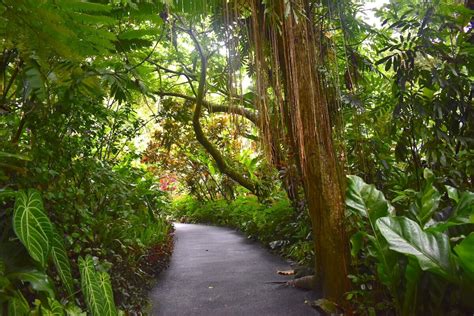 Hawaii Tropical Botanical Garden Reviews Fasci Garden