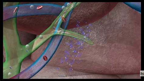 Lymphatic system animation video. - YouTube