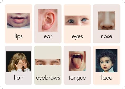 Face And Body Parts Flashcards Printable Download Montessori Etsy Canada