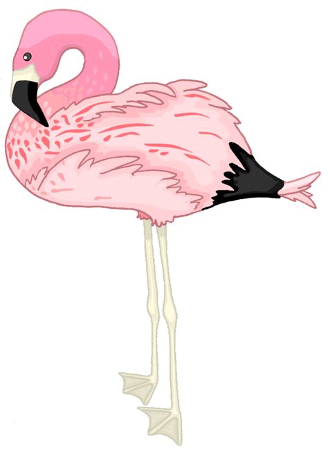 Flamingo Drawing Clip Art Flamingo Png Download 600830 Free