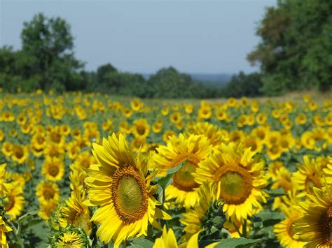 Sunflowers Mckee Beshers Wma Yakfur Flickr