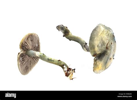 Blue Roundhead Mushroom Stropharia Caerulea On White Background Stock