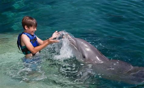 Swimming With Dolphins In Mexico Kids Delphinus