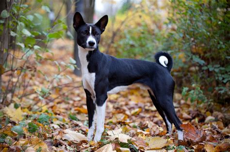 Basenji Puppies Rescue Pictures Information