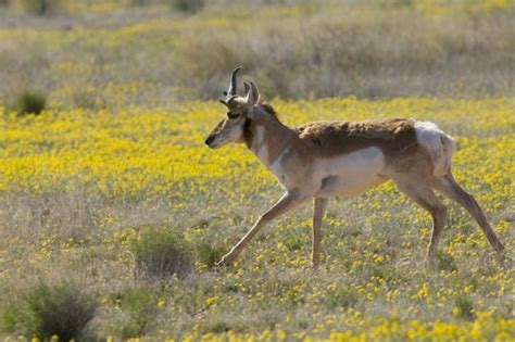 Free Picture Pronghorn Antelope Runs Gingerly Meadow