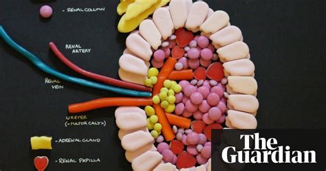 Delicious Diagrams Inspire Medical Students To Sweet Success Science