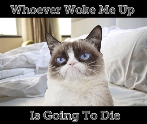 Whoever Woke Up Grumpy Cat Is Going To Die Grumpy Cat Quotes Grumpy